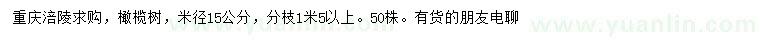求購米徑15公分橄欖樹