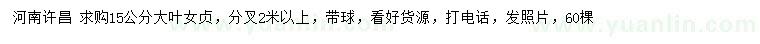 求購15公分大葉女貞