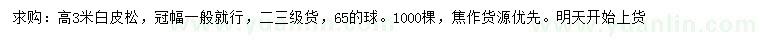 求購高3米白皮松