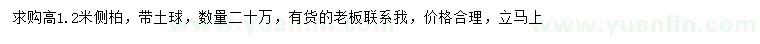 求購高1.2米側(cè)柏