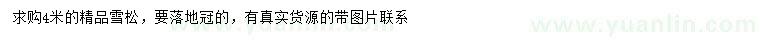 求購(gòu)4米精品雪松