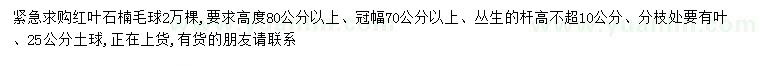 求購(gòu)高80公分以上紅葉石楠毛球