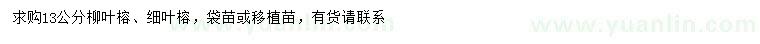 求購13公分柳葉榕、細(xì)葉榕