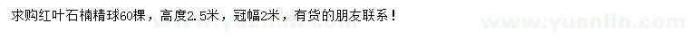 求購高2.5米紅葉石楠精球