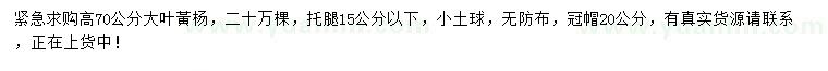 求購高70公分大葉黃楊