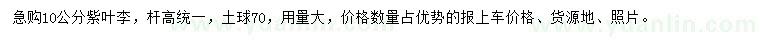 求購10公分紫葉李
