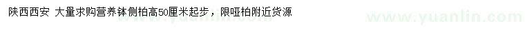 求購(gòu)高50公分起步側(cè)柏