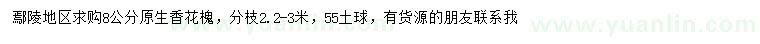 求購8公分香花槐