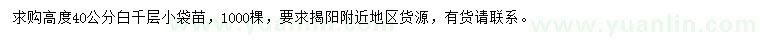 求購高40公分白千層