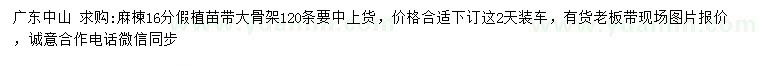 求購16公分麻楝假植苗