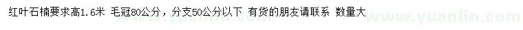 求購高1.6米紅葉石楠