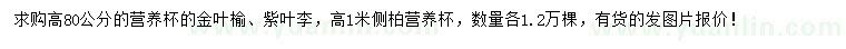 求購(gòu)金葉榆、紫葉李、側(cè)柏