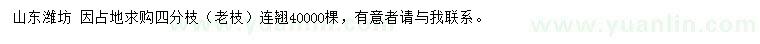求購連翹