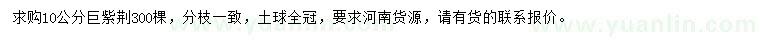 求購10公分巨紫荊