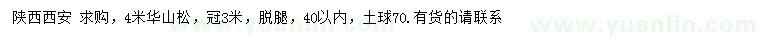 求購4米華山松