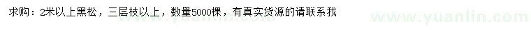 求購2米以上黑松