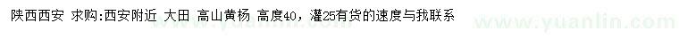 求購高度40公分高山黃楊