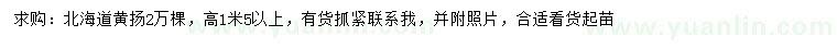 求購高1.5米以上北海道黃楊