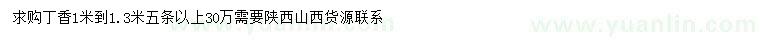 求購1-1.3米丁香