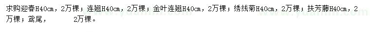 求購迎春、連翹、金葉連翹等