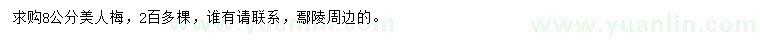 求購8公分美人梅