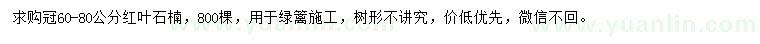 求購冠60-80公分紅葉石楠
