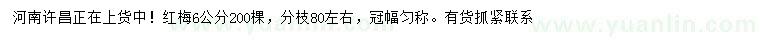 求購6公分紅梅