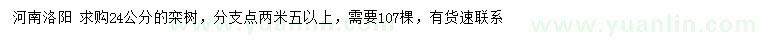 求購24公分欒樹