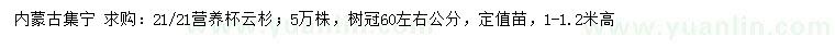 求購高1-1.2米云杉