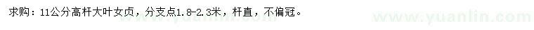 求購(gòu)11公分高桿大葉女貞