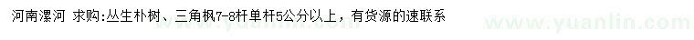 求購叢生樸樹、三角楓