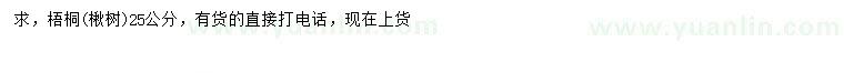 求購25公分梧桐（楸樹）