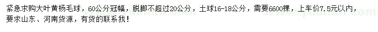 求購冠幅60公分大葉黃楊毛球