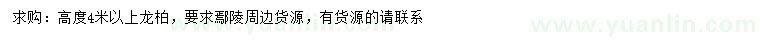 求購高度4米以上龍柏