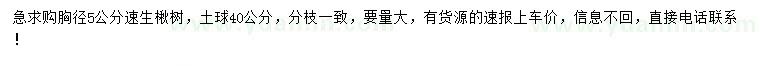 求購胸徑5公分速生楸樹