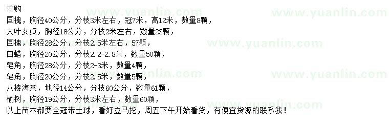 求購(gòu)國(guó)槐、大葉女貞、白蠟等