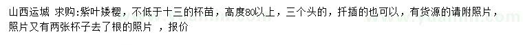 求購高80公分以上紫葉矮櫻