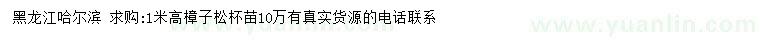求購高1米樟子松