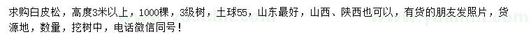 求購(gòu)高度3米以上白皮松