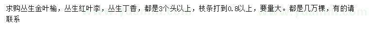 求購(gòu)叢生金葉榆、叢生紅葉李、叢生丁香