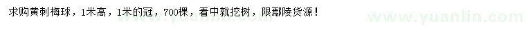 求購高1米黃刺梅球