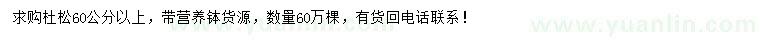 求購60公分以上杜松