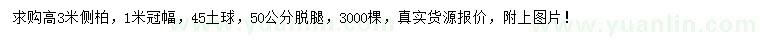 求購高3米側(cè)柏