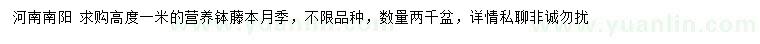 求購高度1米藤本月季