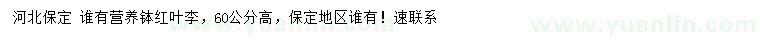 求購高60公分紅葉李