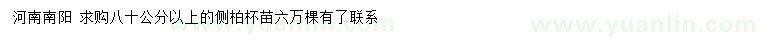 求購(gòu)80公分以上側(cè)柏
