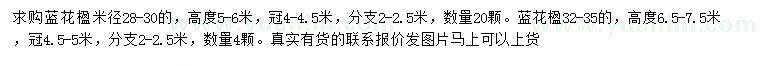 求購米徑28-30、32-35公分藍花楹