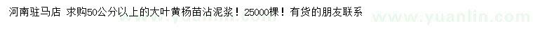 求購50公分以上大葉黃楊