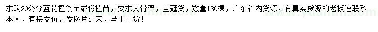 求購20公分藍(lán)花楹