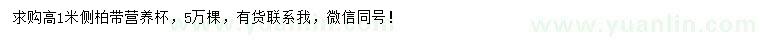 求購高1米側(cè)柏